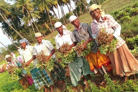 Farmers hand-harvesting groundnut for Aarbee Naturals cold-pressed oil in Tamil Nadu